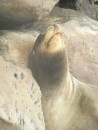 sleepy sea lion