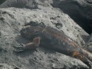 Gorgeous prehistoric Galapagos marine iguana