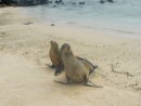 sea lions Playa de oro