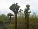 cactuses everywhere!