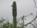 candlelabra cactus