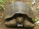 50 yr old tortoise