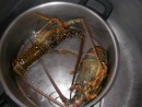 Fresh lobster for dinner!