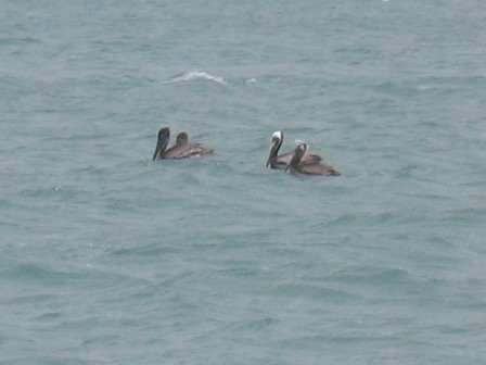 Grey black pelicans