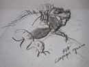 Galapagos Iguana			$225	charcoal on paper		300X400		460X560 white mount timber frame
Rosebed st
