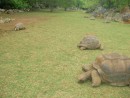 more tortoises