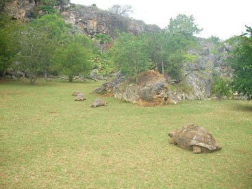 tortoise haven