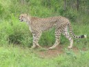 mother cheetah