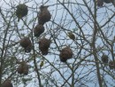 bird nests