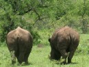 2 rhino behinds!