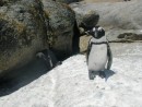 penguin suit