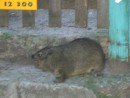 huge guinea pig size of dog called a hyrax - related to elephant species!