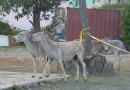 donkeys playing