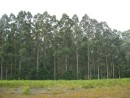 eucalypt plantation