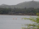 Flamingo - Gotomeer