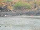 Flamingoes Bonaire