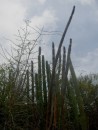 Bonaire cactus