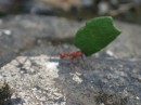 cutter ant