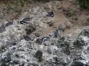 Humbult penguins