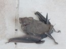 Close up of one of the many bats in the deserted Condo on the hill