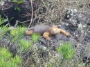 Galapagos land iguana. Sorry Robert and Jessica - wont be able to get to the pink ones on Volcan Wolf- too difficult a climb!