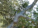 Woodpecker or sapsucker- haven