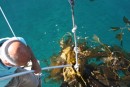 Ron trying to get the kelp off our mooring line