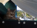Samantha enjoys her life at La Cruz marina.  We have a sun shade over the boat.