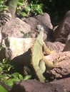Another iguana out for a stroll