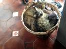 Cats in a Basket: This is their favorite sleeping spot
