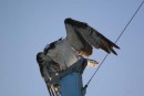 An osprey takes roost at the top of the mast.