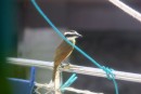 A kiskadee on our boat at the marina