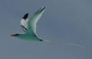 Another long-tailed tropic bird