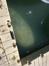 Manatee at the dinghy dock