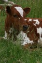 3) One of the "lazy" cows here in New Zealand!  This one had the sweetest face, I couldn