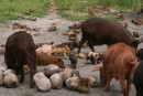 7) Can you tell I love all the pigs in Tonga?!!  The babies are all so cute!  This was on Kelefesia.