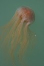 1) When we first got to Opua, there was a jelly fish "bloom."� There were hundreds of them all around the boat.� Check out this picture and the next to see how they move!