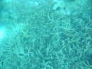 This is staghorn coral - the picture doesn