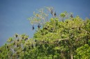 3) One particular tree (could never find out what kind it was - maybe someone seeing this will know?!) was the home to hundreds of these fruit bats.