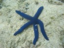 There were tons of these starfish in Tonga!  They look more blue in the photos, but were actaully a lovely purple!  :)