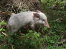 6) There were tons of pigs on the island of Kelfesia, but this little runt was the cutest!  It followed the man and his dogs around every where he went.