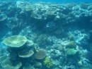 If you look carefully, you begin to see how many different types of coral there are - we lost count!