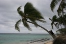 6) The perfect palm tree  - on the beach on Uoleva Island.