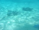 We swam with rays again in Bora Bora, but they weren