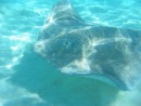 These stingrays were so graceful - like watching underwater ballet dancers!