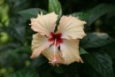 Another lovely hibiscus!