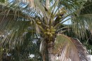 Our first coconut tree!  Right by Gregorio