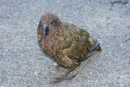 One of the mischevious kea birds that were hanging out by the Homer Tunnel - it