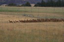One of the deer farms we passed - there are many of them on the south island.  (They sell venison is the grocery stores!)