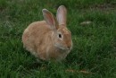 3) One of the darling bunnies that shared our campsite!